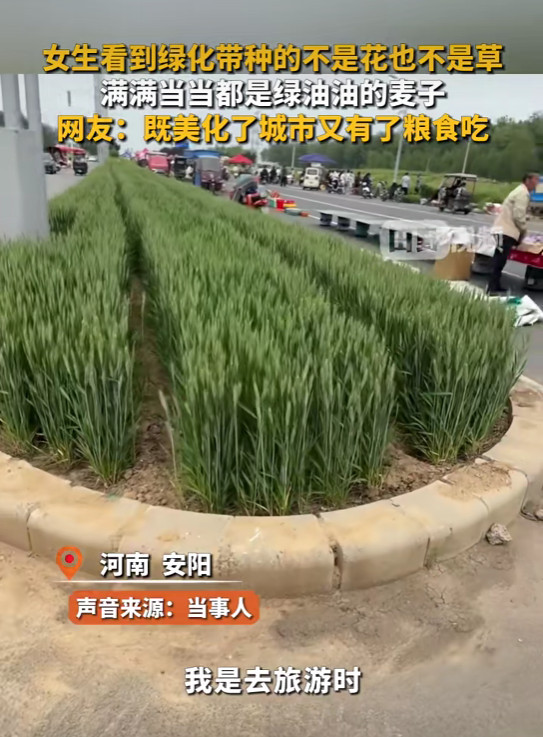 陈先义：值得推广的一个关于城市绿地改造使用的有益尝试